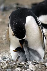 Eselspinguin (62 von 97).jpg